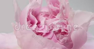 美丽的粉红色牡丹背景。 盛开的牡丹花开放，时光流逝，特写.. 婚礼背景，情人节`